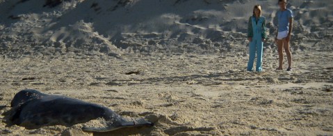 The sea cow is more likable than either of them, and it's dead.