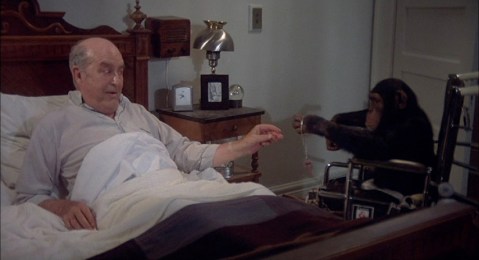 The eternal struggle of man v. monkey.