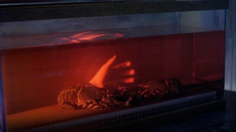 The lobsters asked for none of this.